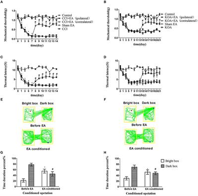 Inhibition of GABAergic Neurons and Excitation of Glutamatergic Neurons in the Ventrolateral Periaqueductal Gray Participate in Electroacupuncture Analgesia Mediated by Cannabinoid Receptor